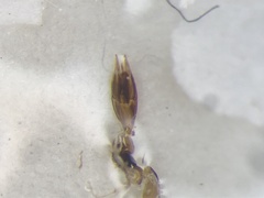 Enochrus pygmaeus