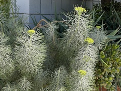 Hymenolepis