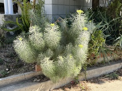 Hymenolepis
