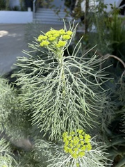 Hymenolepis