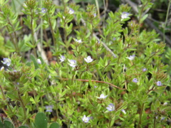 Veronica dillenii