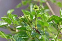 Bituminaria bituminosa