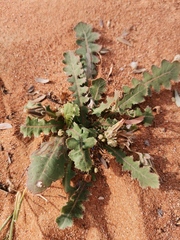 Launaea capitata