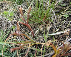 Gagea bohemica