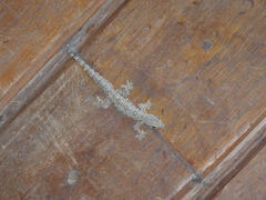 Hemidactylus platyurus