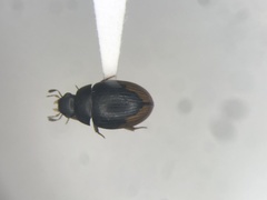 Cercyon praetextatus