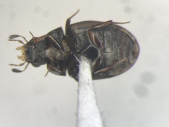 Cercyon praetextatus