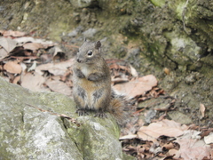 Sciurotamias davidianus