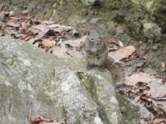 Sciurotamias davidianus