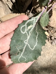 Phyllocnistis finitima