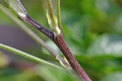 Bituminaria bituminosa