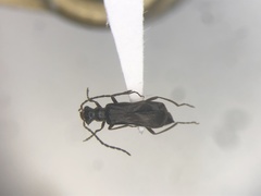 Dichelotarsus puberulus