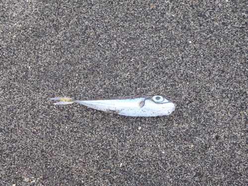 Lagocephalus suezensis