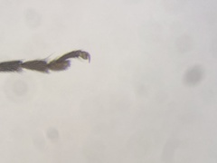 Dichelotarsus puberulus