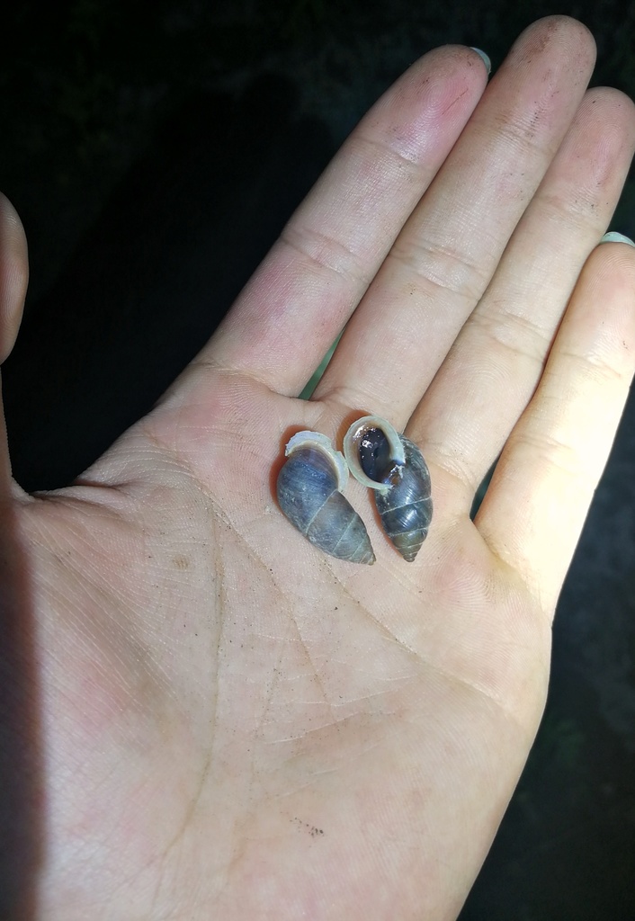 Pupinidius latilabrum