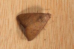Anomis illita