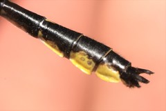 Hylogomphus geminatus