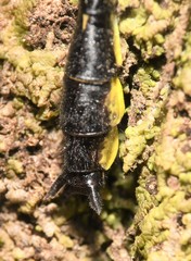 Hylogomphus geminatus