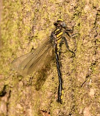 Hylogomphus geminatus