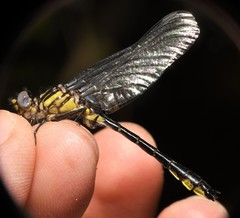 Hylogomphus geminatus