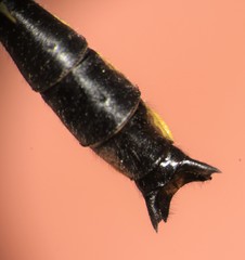 Hylogomphus geminatus