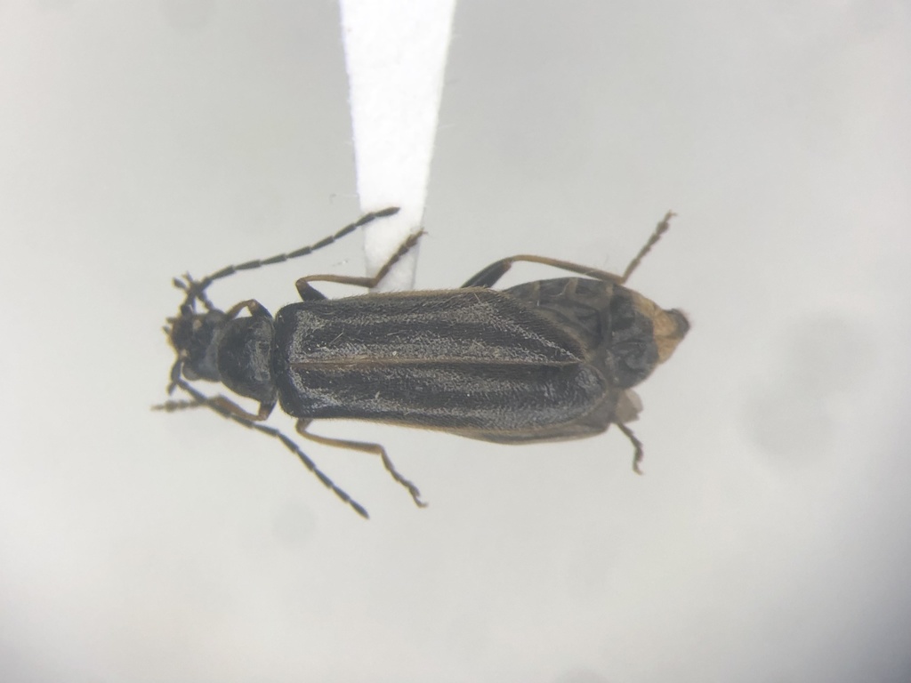 Rhagonycha hirticula