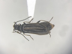 Rhagonycha hirticula