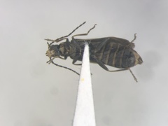 Rhagonycha hirticula