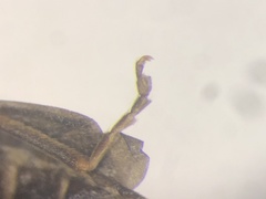 Rhagonycha hirticula