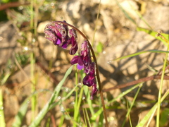 Vicia benghalensis