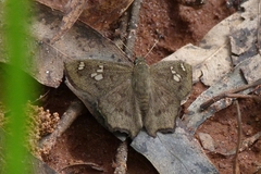 Telemiades laogonus
