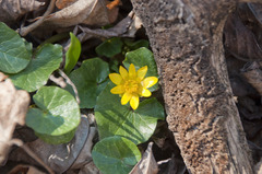Ficaria verna verna