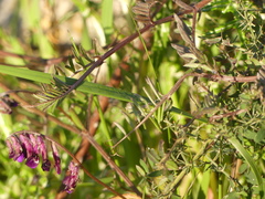 Vicia benghalensis