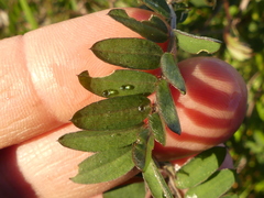Vicia benghalensis