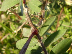Vicia benghalensis