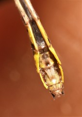 Hylogomphus geminatus