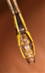 Hylogomphus geminatus