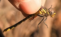 Hylogomphus geminatus