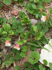 Torenia polygonoides