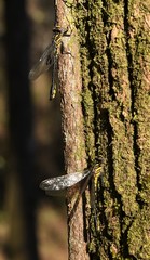 Hylogomphus geminatus