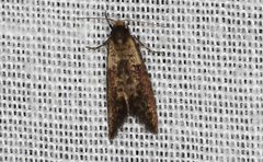 Napecoetes chrysomitra