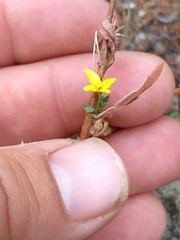 Camissoniopsis lewisii