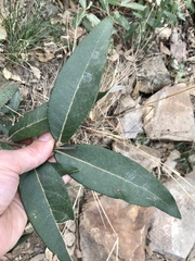 Quercus hypoleucoides