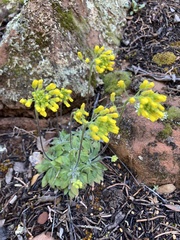 Draba asprella