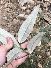 Quercus hypoleucoides