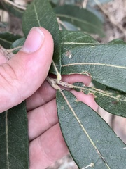 Quercus hypoleucoides