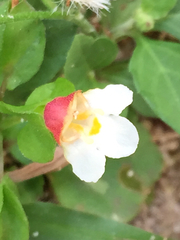 Torenia polygonoides
