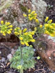 Draba asprella