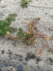 Camissoniopsis lewisii