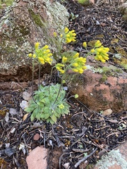 Draba asprella